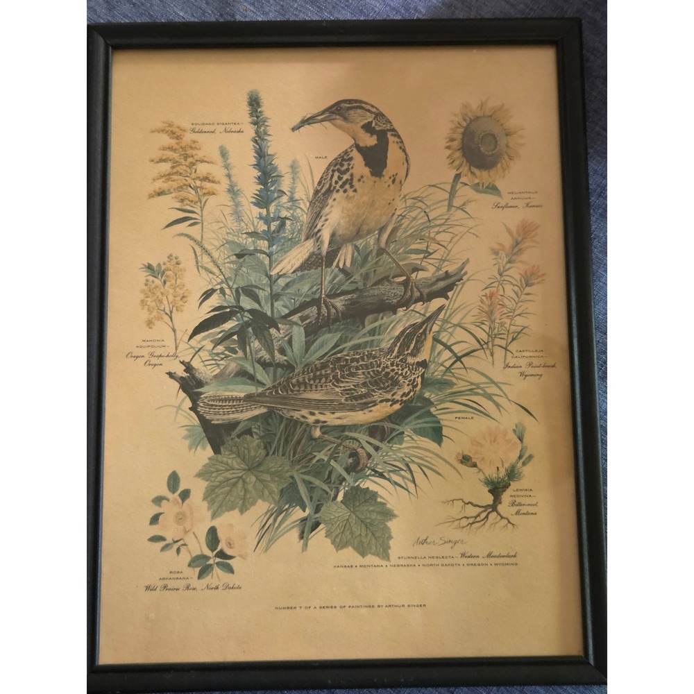 Arthur Singer Western Meadowlark State Birds Flowers Framed Lithograph Print 7